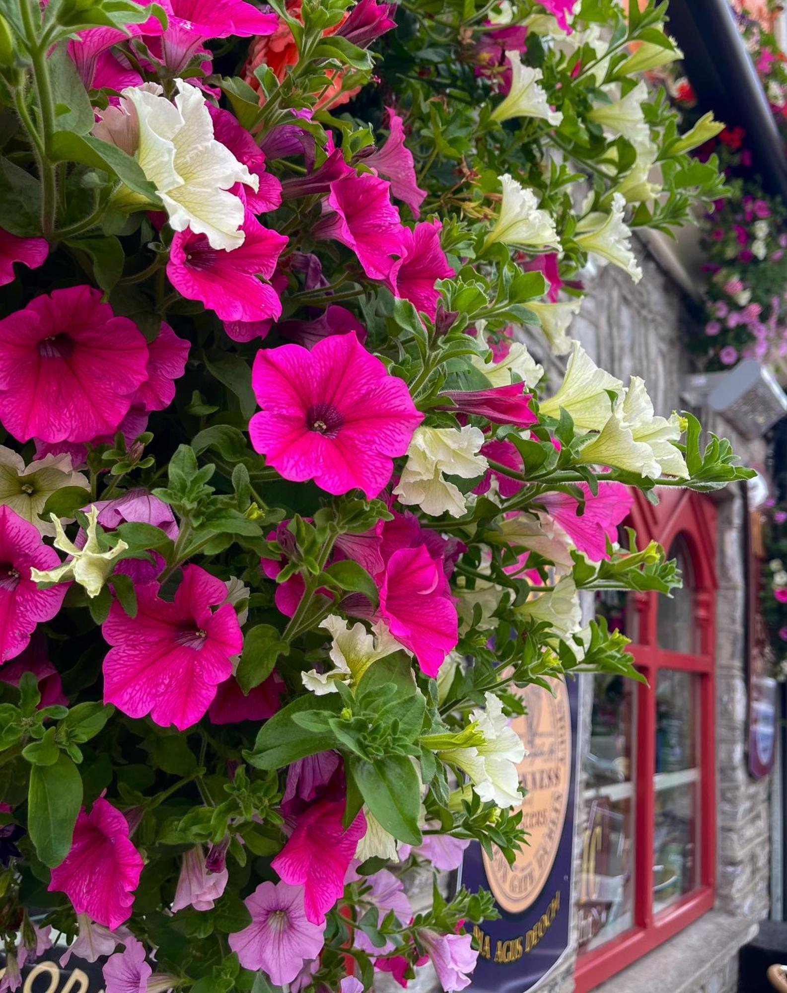 Foleys Ardmullen Townhouses Kenmare Dış mekan fotoğraf